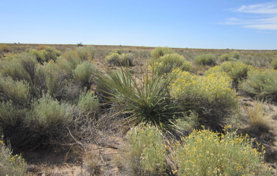 Private, 40 Acre Ranch with NO HOA in Saint Johns, AZ (PID #108)