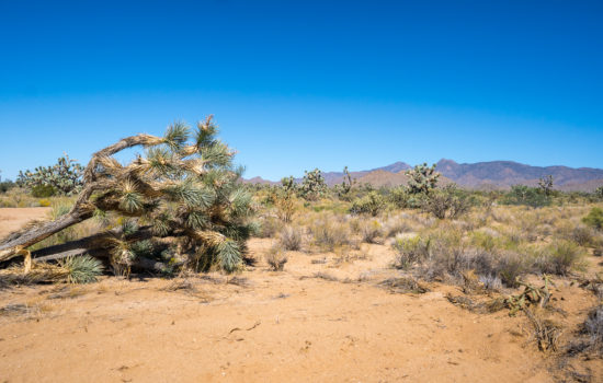 Stunning Mountain Views on 38.87 Acres in Mohave, AZ (PID# 161)