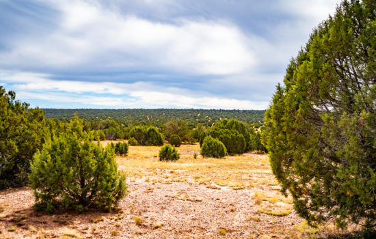Idlewood Ranch Lot – 39.96 Acres in Navajo, AZ (PID# 166)